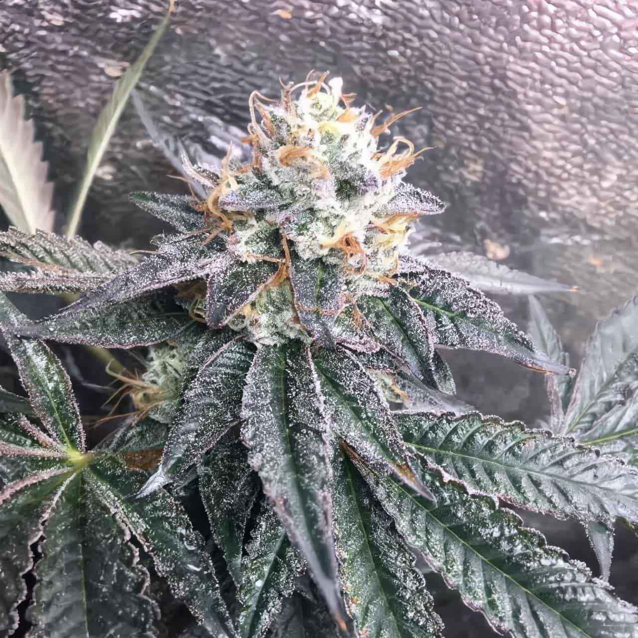 Auto Pablo Escobar fem, Divine Seeds