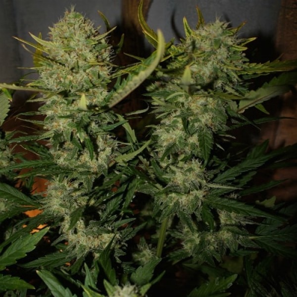 cannabis Pineapple Express Spain