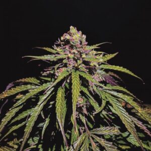 Auto Red Dwarf