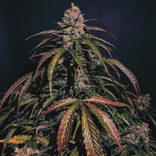 сорт насіння коноплі Авто Ред Дварф