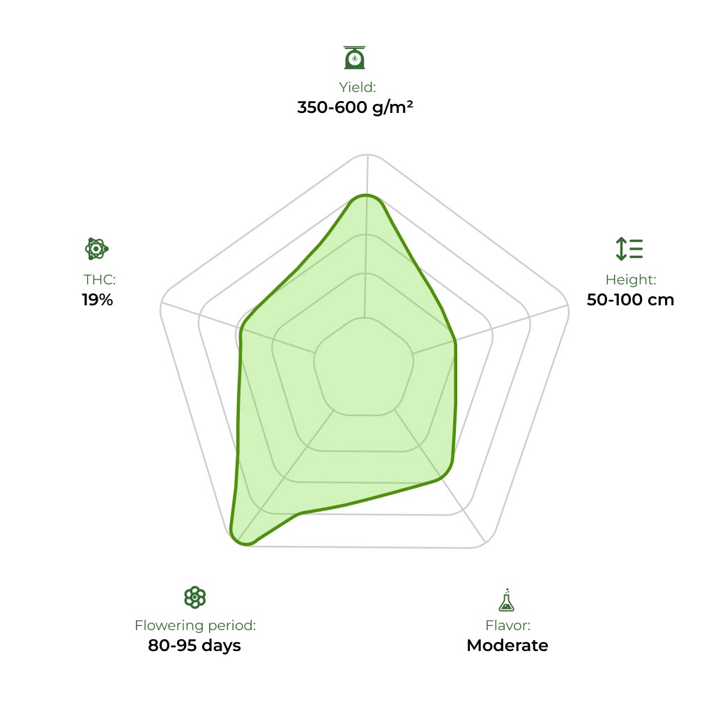 Auto Star Ryder technology radar 33 stakana