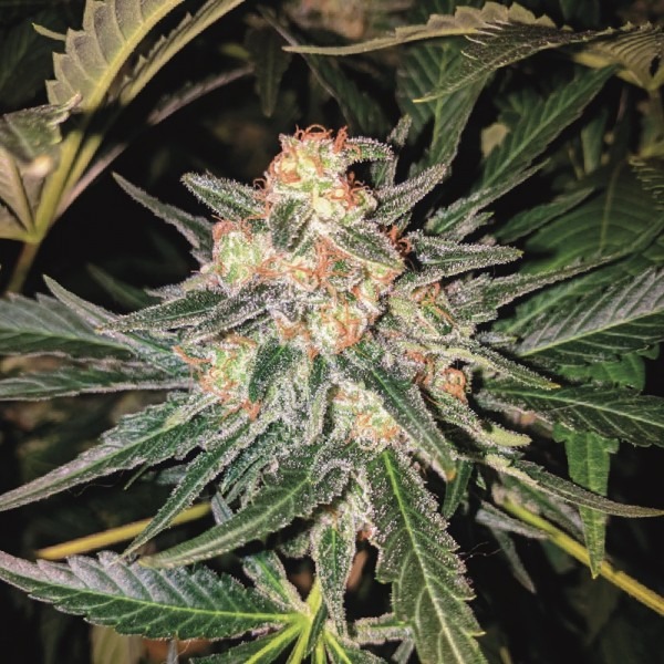 cannabis Auto Star Ryder