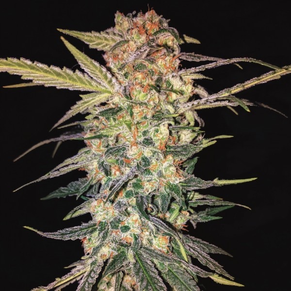 Авто Стар Райдер від магазину 33стакана