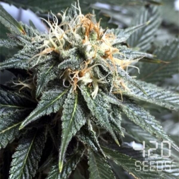 сорт семян конопли Авто Супер Сканк