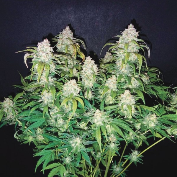 Auto S.A.D. Sweet Afgani Delicious photo