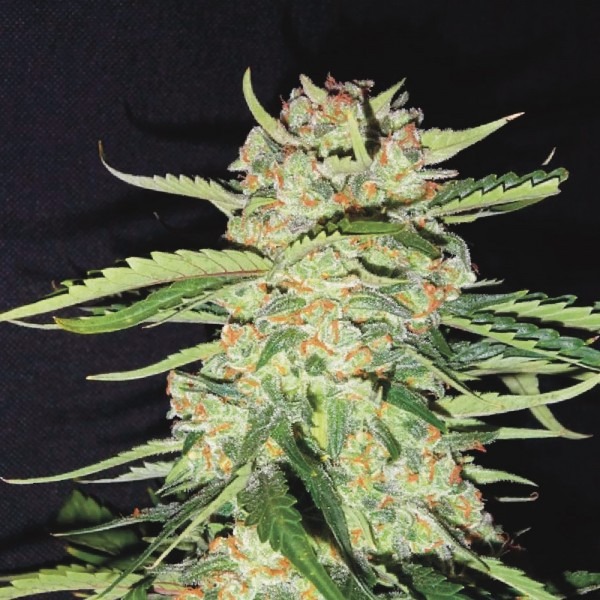 cannabis Auto S.A.D. Sweet Afgani Delicious