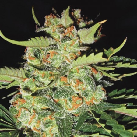 buy Auto S.A.D. Sweet Afgani Delicious