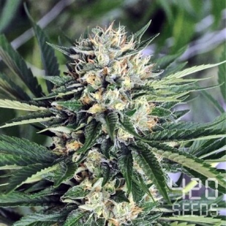 Auto Think Different