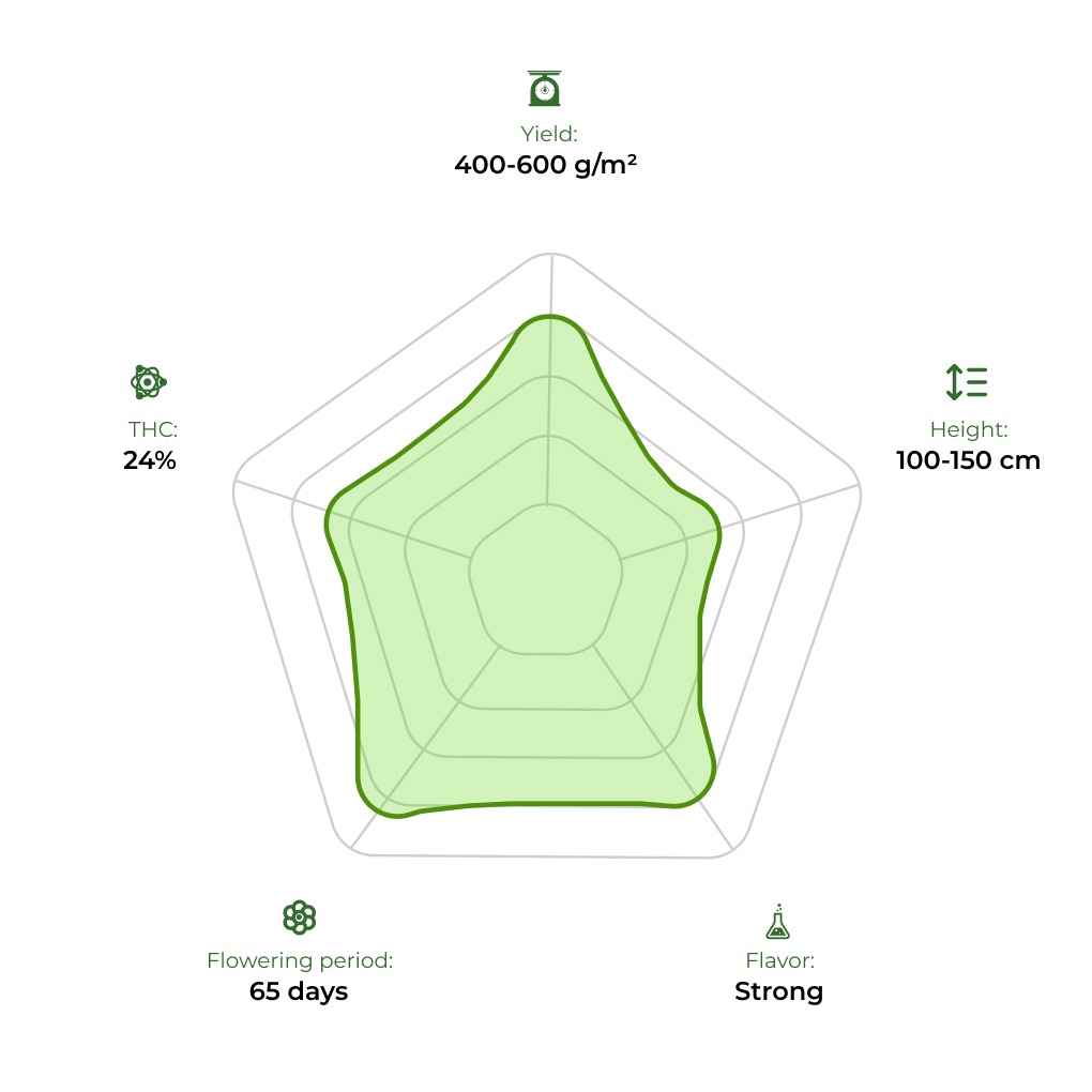 Auto White Virgin technology radar 33stakana