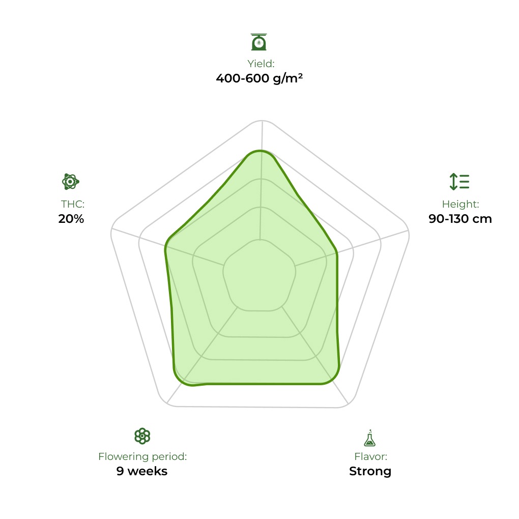 Auto Zkittlez OG technology radar 33stakana
