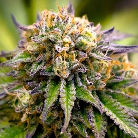 Амнезия ИксЭль