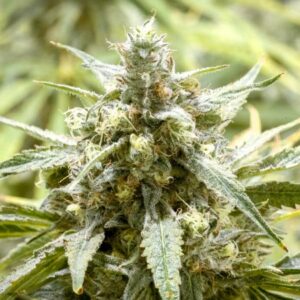 Auto Banana Kush
