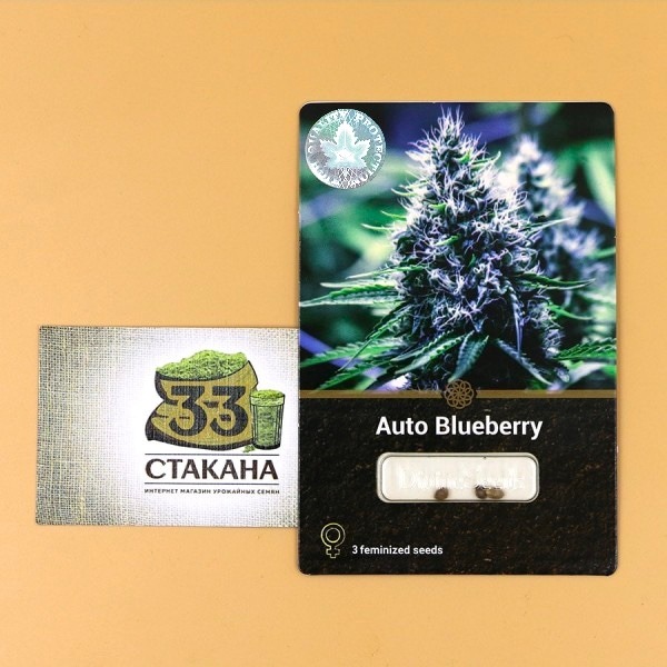 Auto Blueberry photo