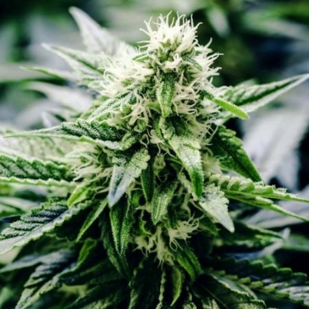 Авто СиБиДи Монстер