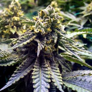 Auto Chocolope
