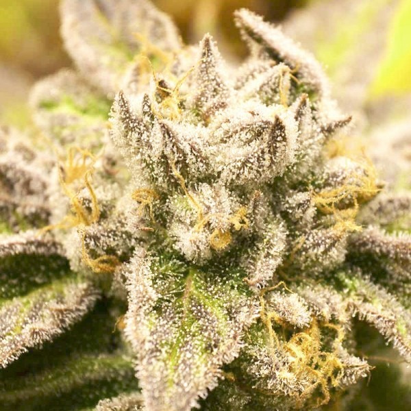 cannabis Auto Deadryder