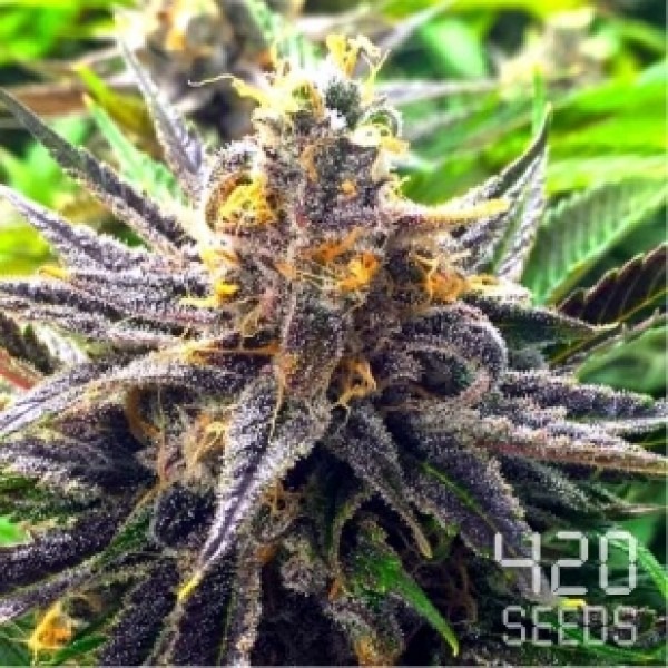 Auto Girl Scout Cookies photo