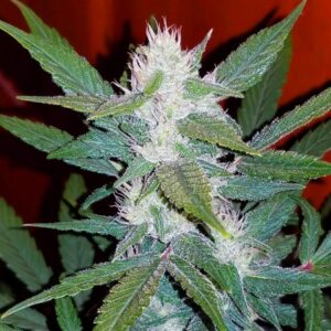 Auto Girl Scout Cookies