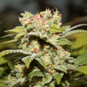 Auto Jack Herrer