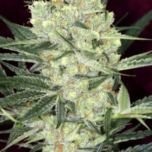 AUTO HINDU KUSH (ИСПАНИЯ)