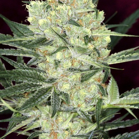 buy Auto Hindu Kush (Spain)