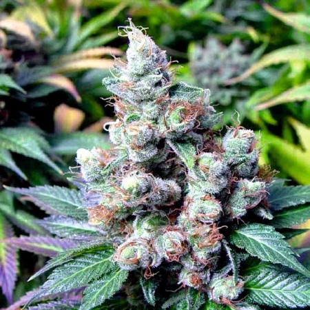 Авто Мазар купить