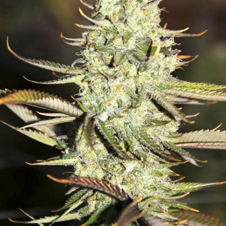 Auto Opium купить