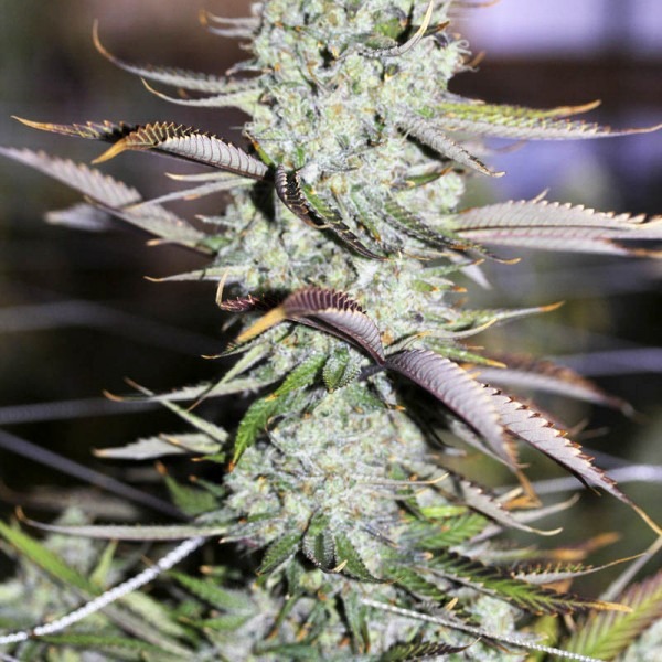 сорт семян конопли Auto Opium