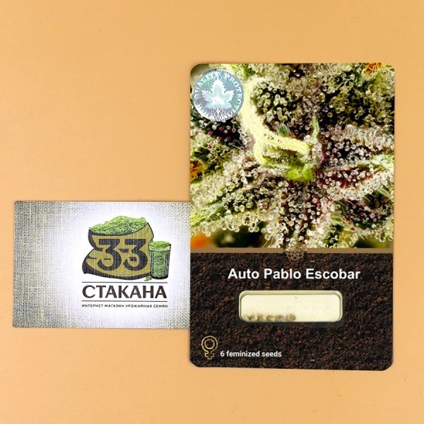 hemp seed variety Auto Pablo Escobar