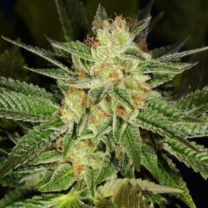 Auto Super Skunk