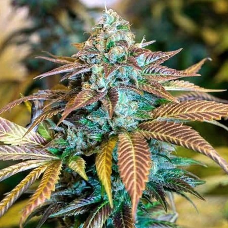 buy Auto Tangie Spain