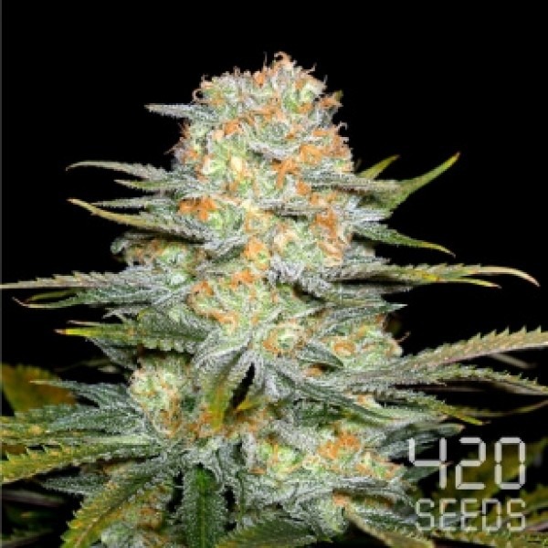 Auto Tangie Spain photo