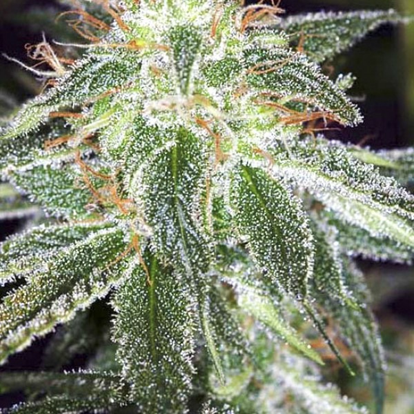 сорт семян конопли Auto White Widow