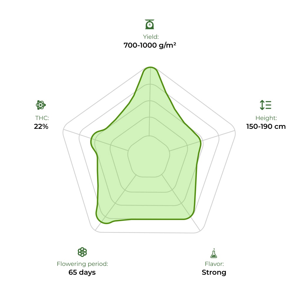Big Bang technology radar 33stakana