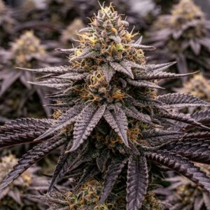 Black Domina