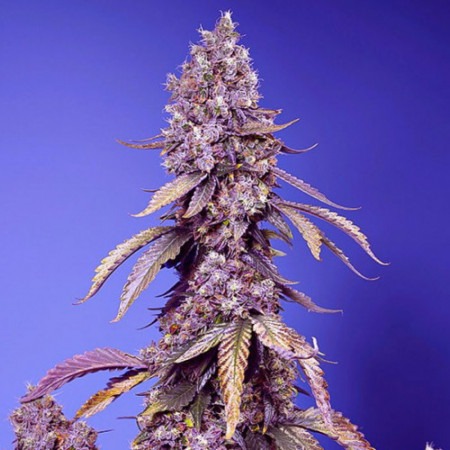 Блек Маффин Ф1 Фаст Вершн