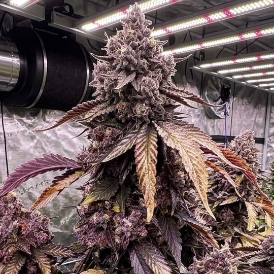 Black Muffin F1 Fast Version, Sweet Seeds