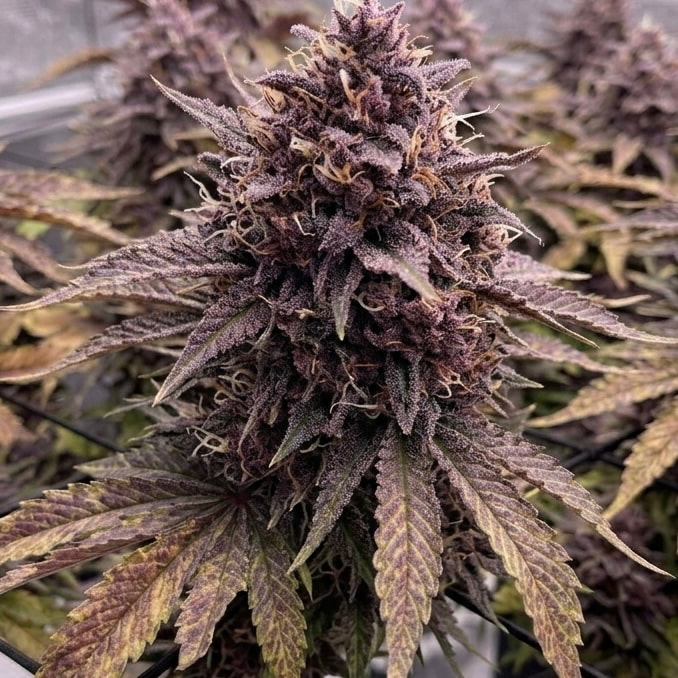 Black Muffin F1 Fast Version 33Stakana