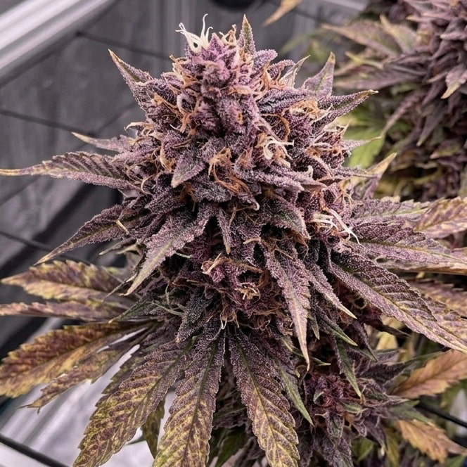Black Muffin F1 Fast Version (Sweet Seeds), 33 Stakana