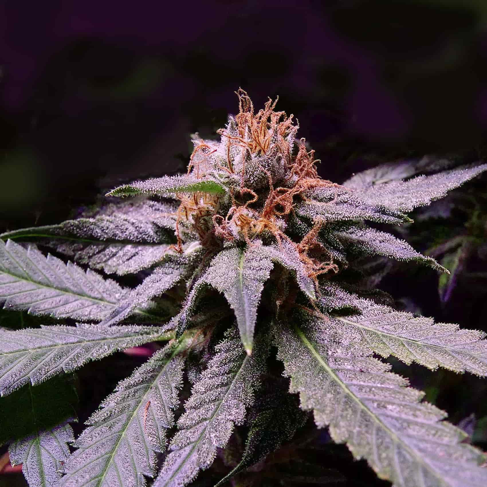 Black Opium fem