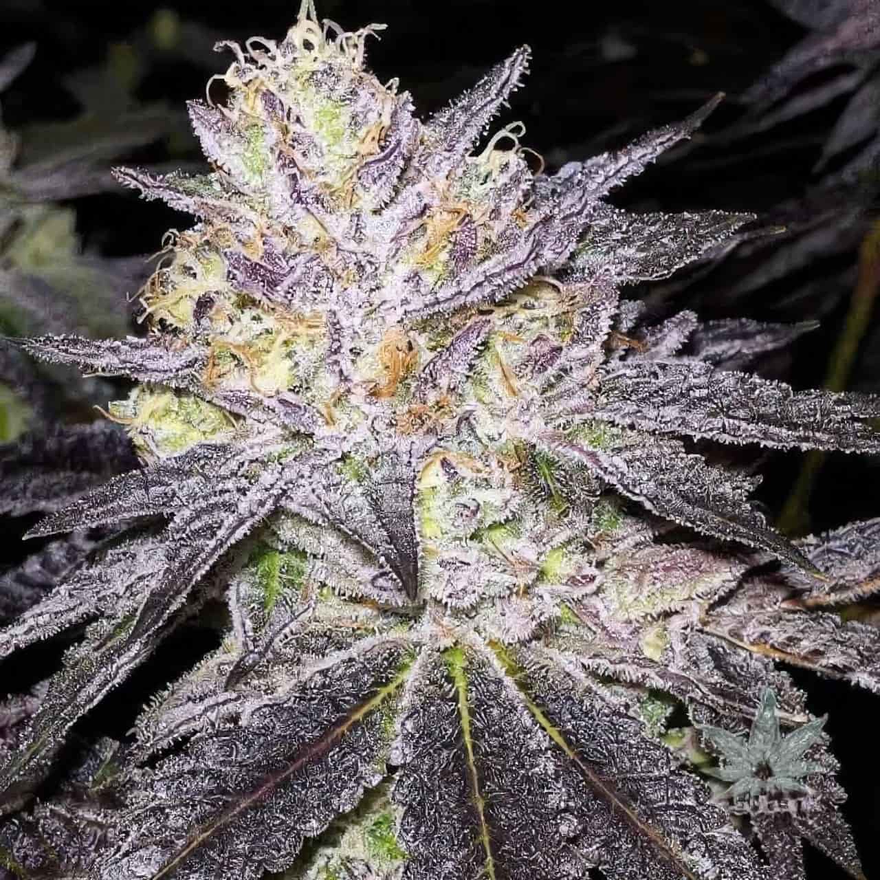 Black Opium (Divine Seeds)