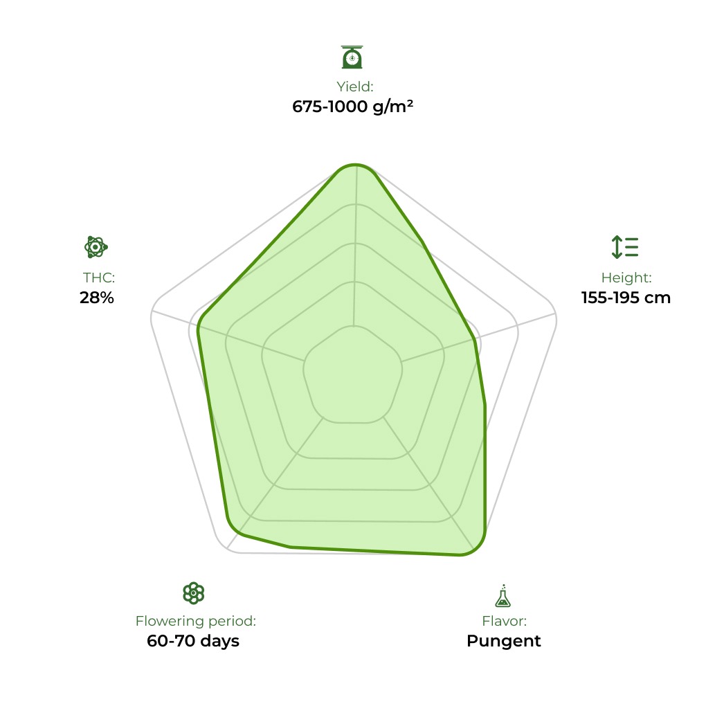Black Opium technology radar 33stakana