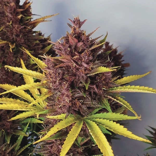 Auto Blackberry Kush photo