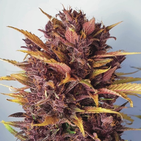 Auto Blackberry Kush