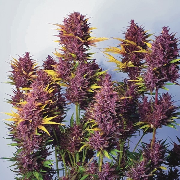 cannabis Auto Blackberry Kush