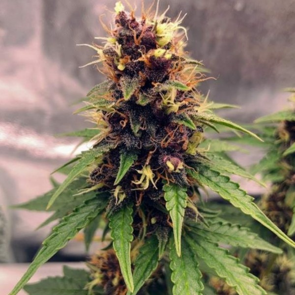 Auto Black Opium buy