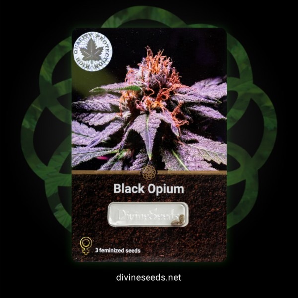Black Opium от Divine Seeds