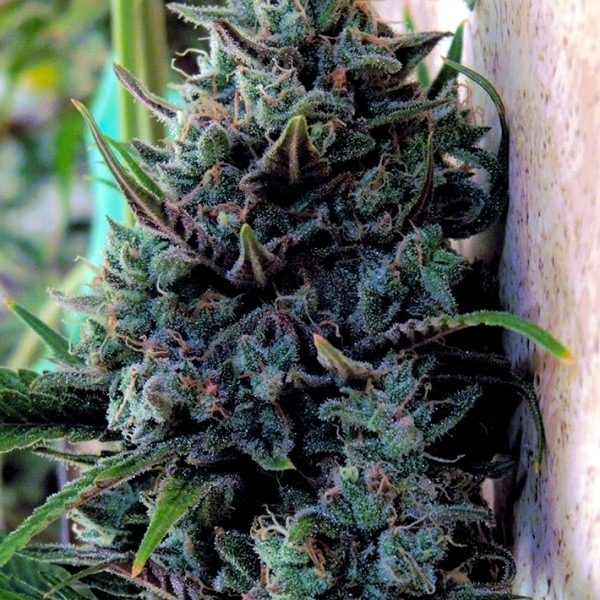 Blue Cheese 75% Indica