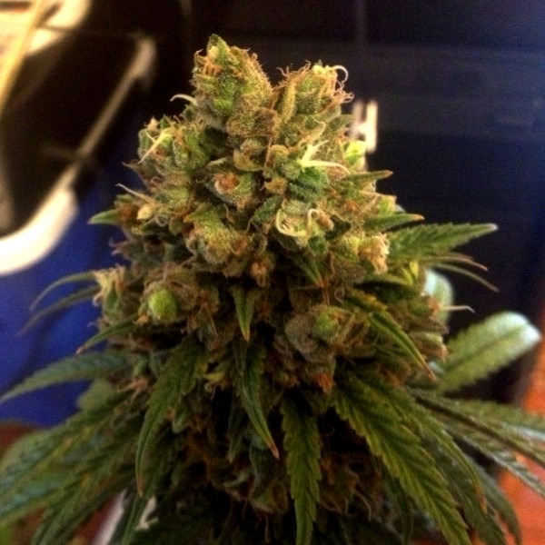 cannabis Blue Cheese