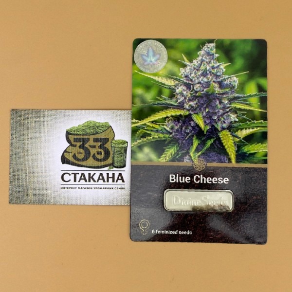 Blue Cheese Divine Seeds buy